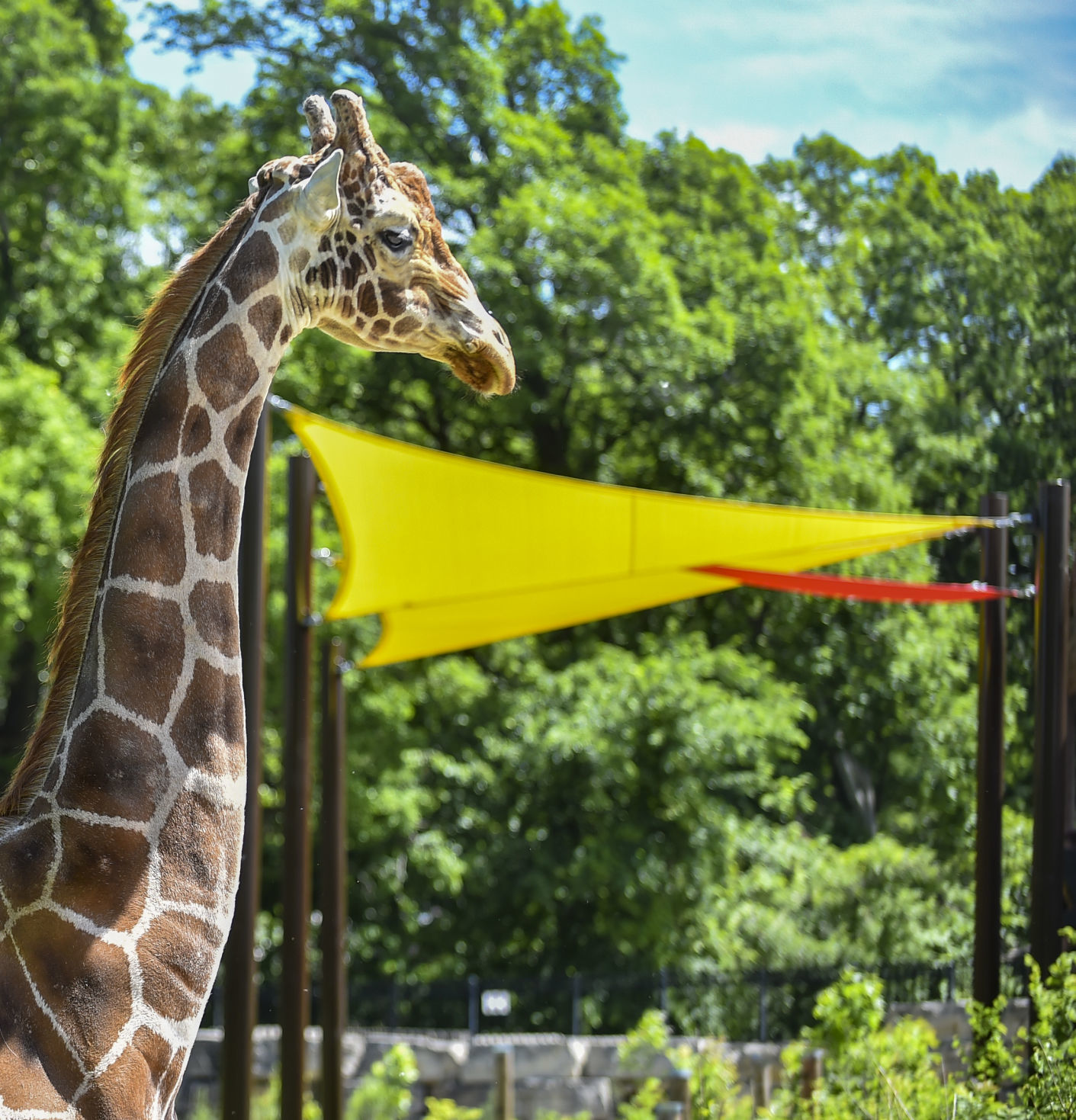 060619-mda-nws-giraffes-3.jpg